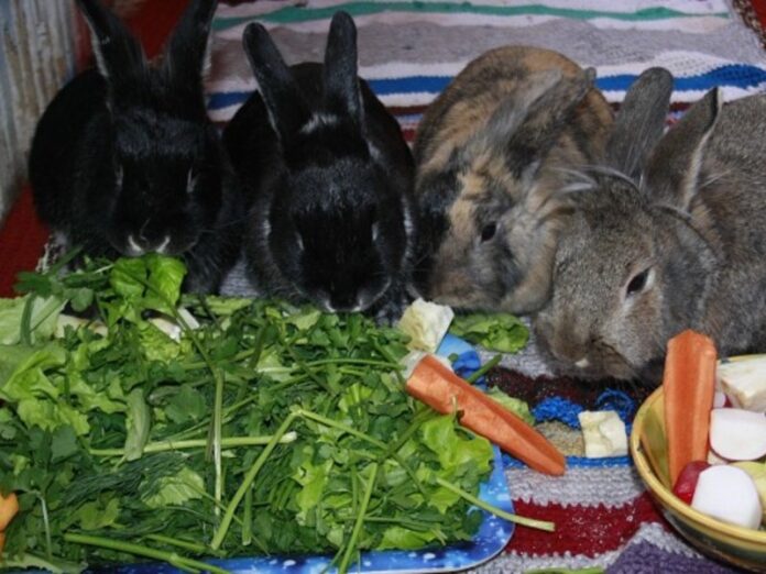 Чем кормить декоративных кроликов